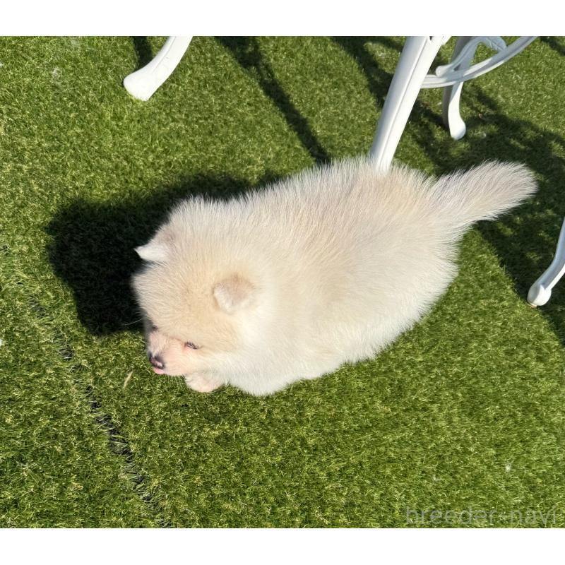 販売中の埼玉県のミックス犬-432576の9枚目