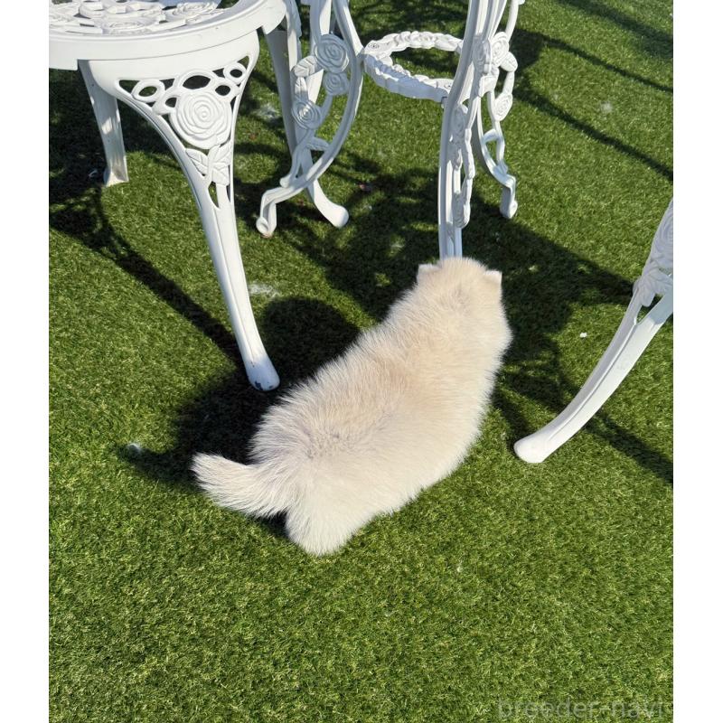 販売中の埼玉県のミックス犬-432576の8枚目