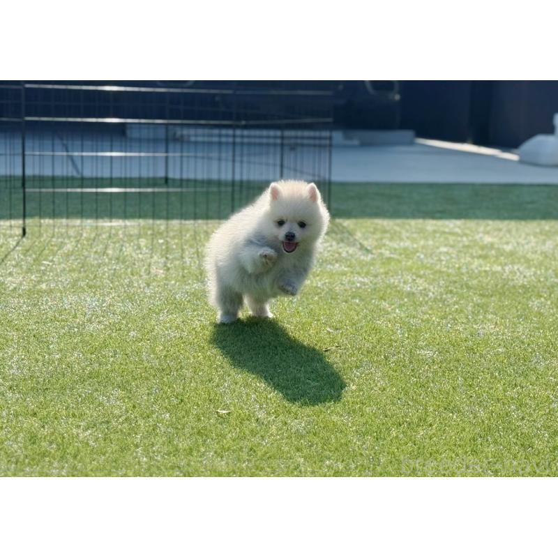 販売中の埼玉県のミックス犬-432576の7枚目