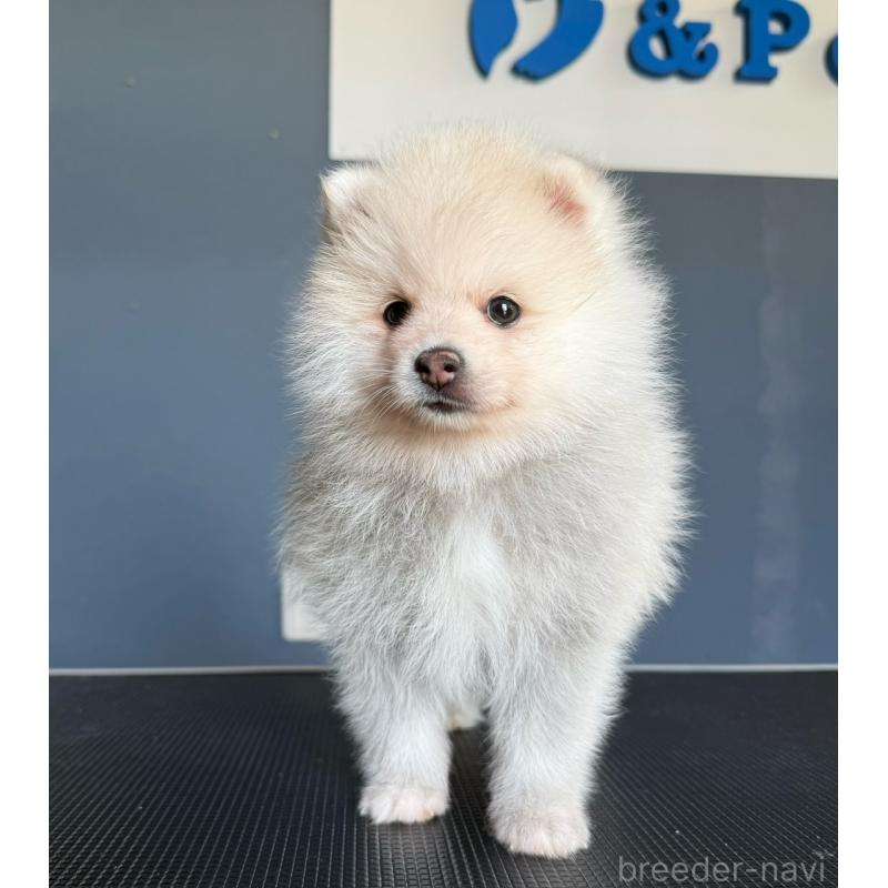 販売中の埼玉県のミックス犬-432576の5枚目