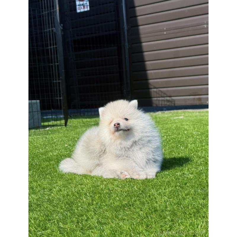 販売中の埼玉県のミックス犬-432576の4枚目