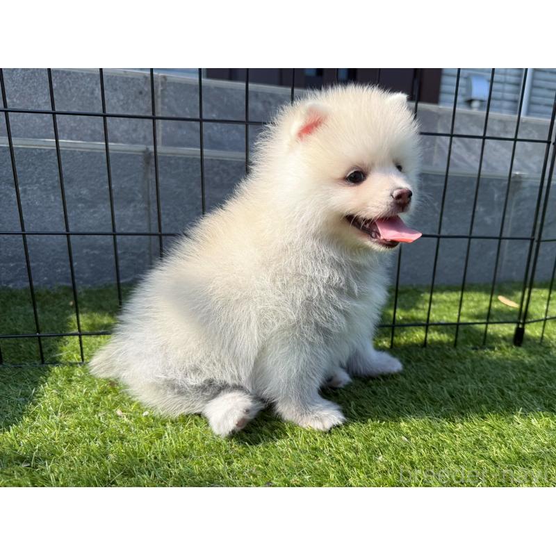 販売中の埼玉県のミックス犬-432576の3枚目