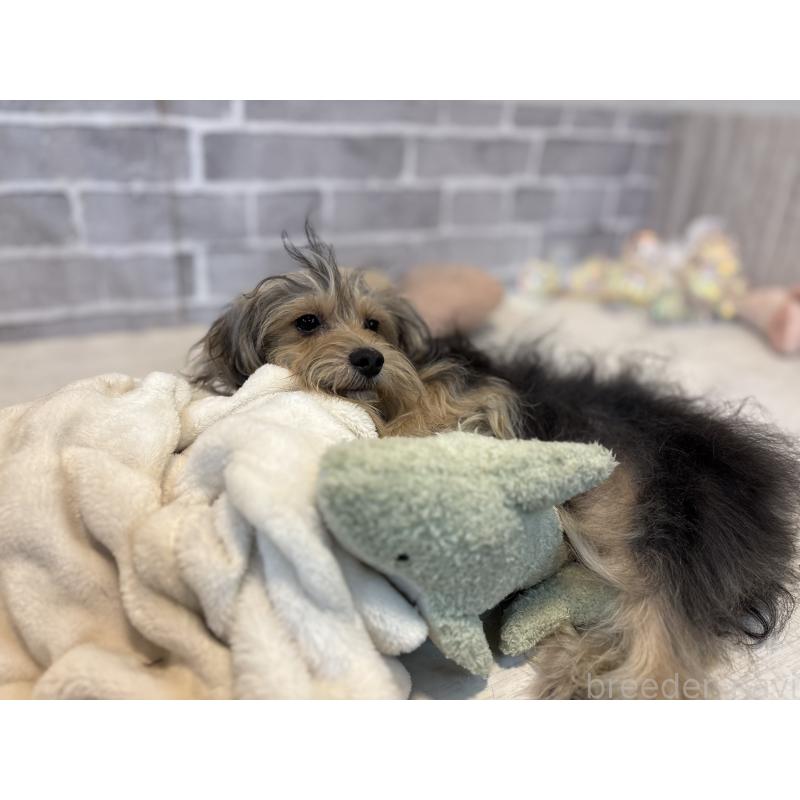 販売中の東京都のヨープー:ヨークシャーテリア×トイプードル-388926の3枚目