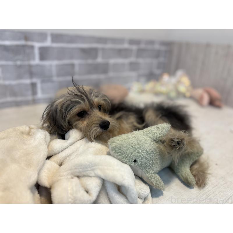 販売中の東京都のヨープー:ヨークシャーテリア×トイプードル-388926の2枚目