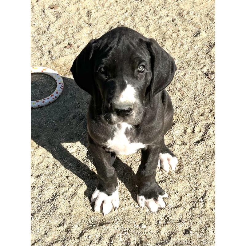 販売中の福岡県のグレートデン-432578の1枚目