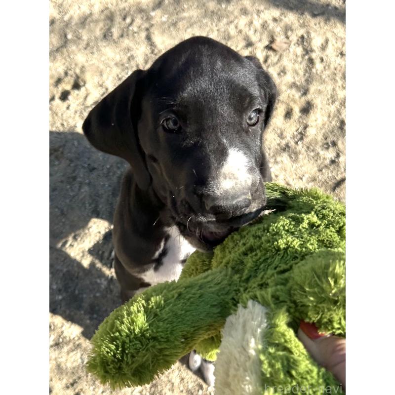 販売中の福岡県のグレートデン-432578の3枚目