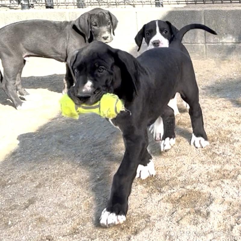 販売中の福岡県のグレートデン-432578の2枚目