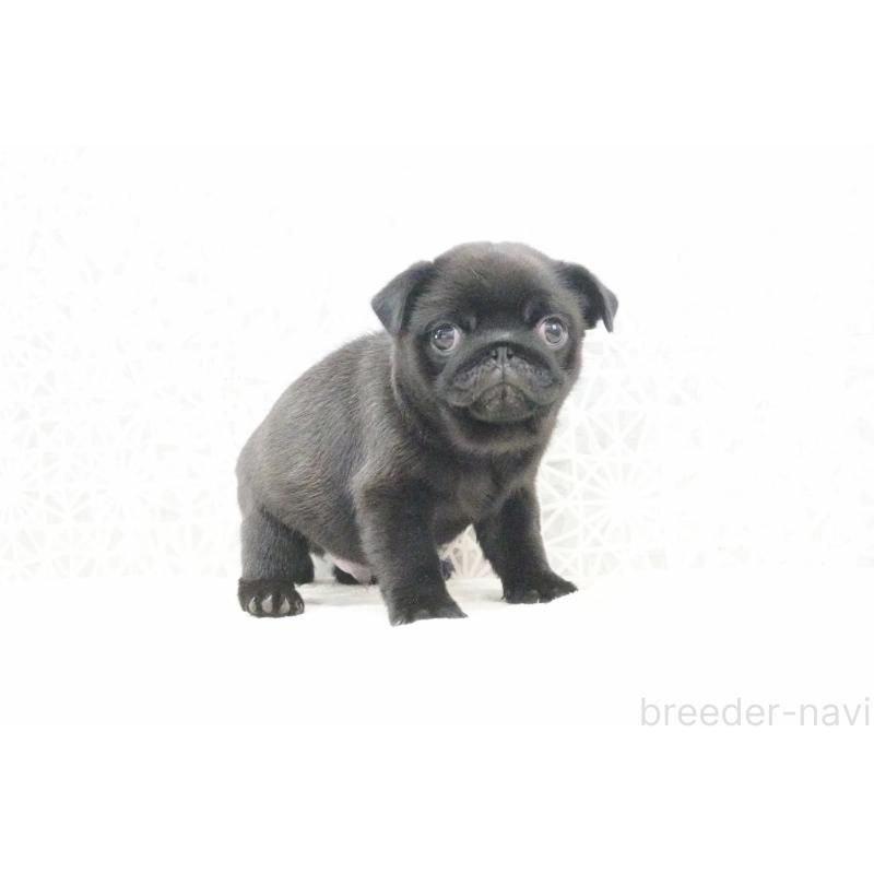 販売中の東京都のパグ-432577の1枚目