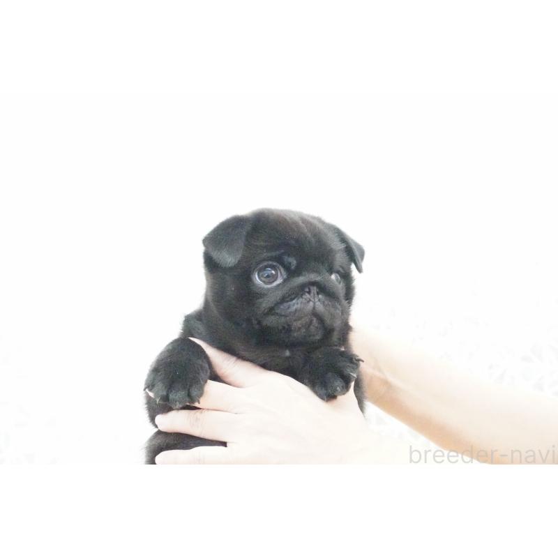 販売中の東京都のパグ-432577の8枚目