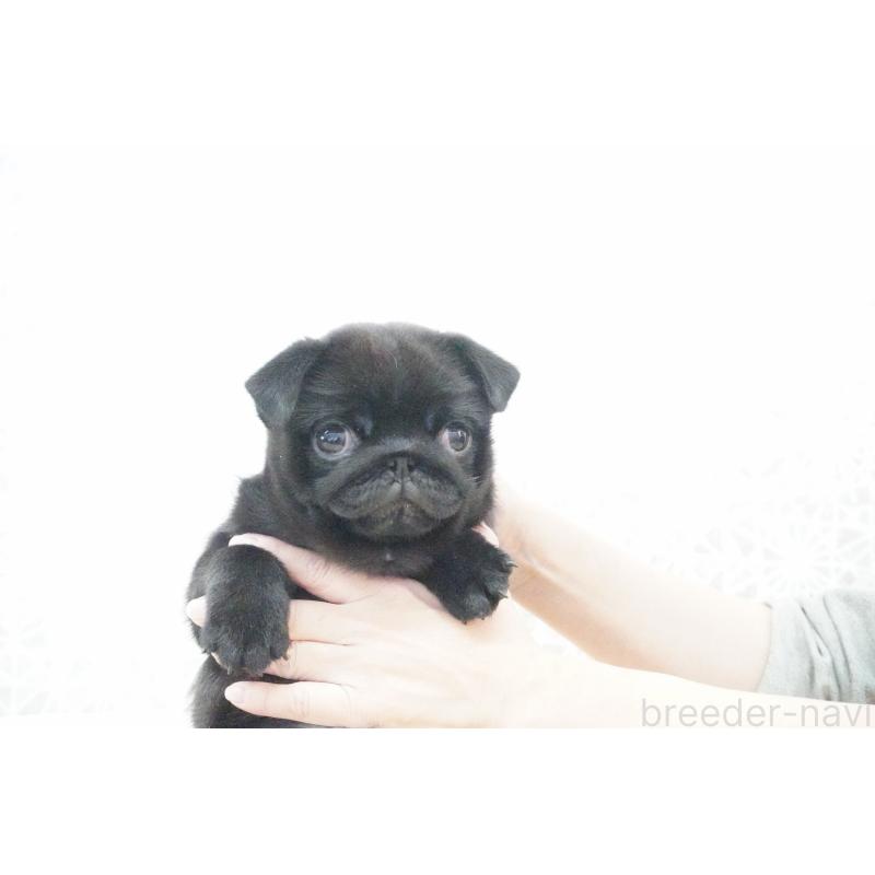 販売中の東京都のパグ-432577の7枚目