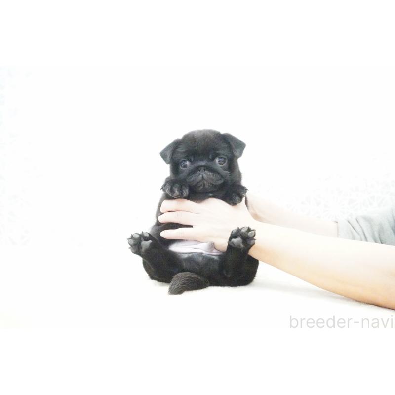 販売中の東京都のパグ-432577の6枚目