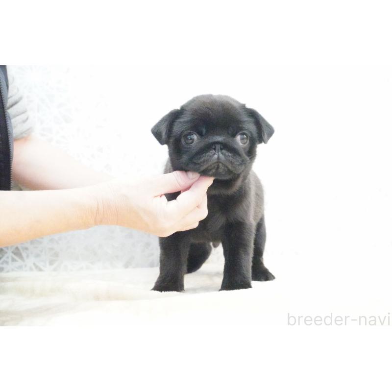 販売中の東京都のパグ-432577の5枚目