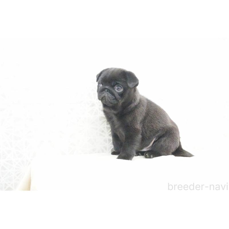 販売中の東京都のパグ-432577の4枚目