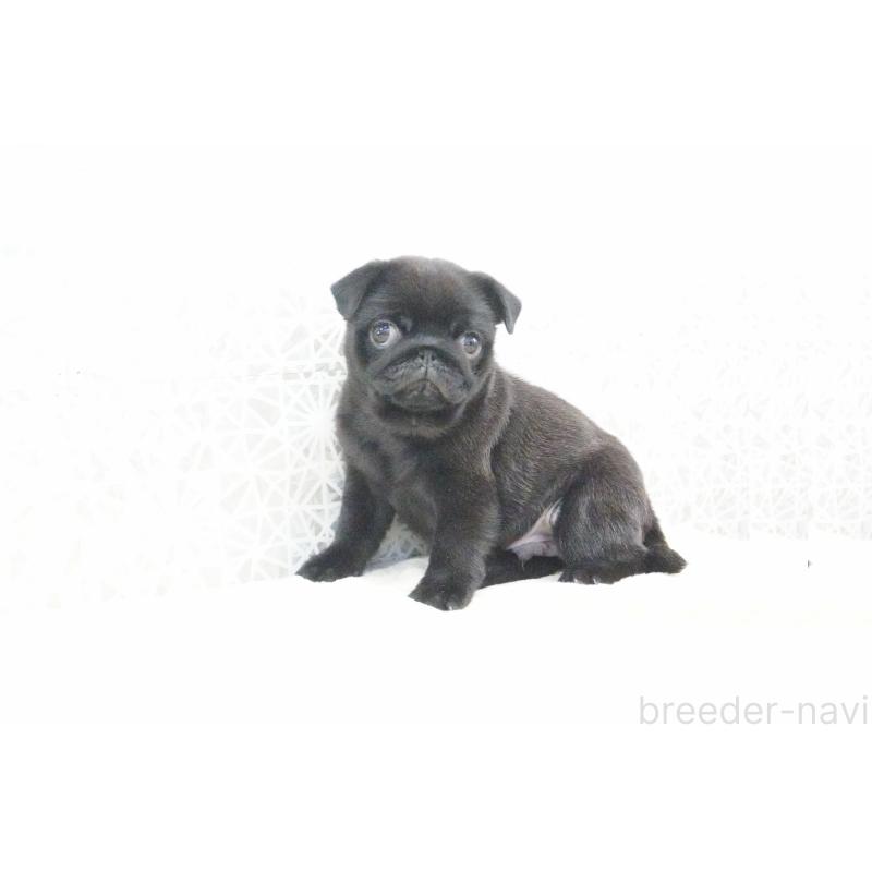 販売中の東京都のパグ-432577の2枚目