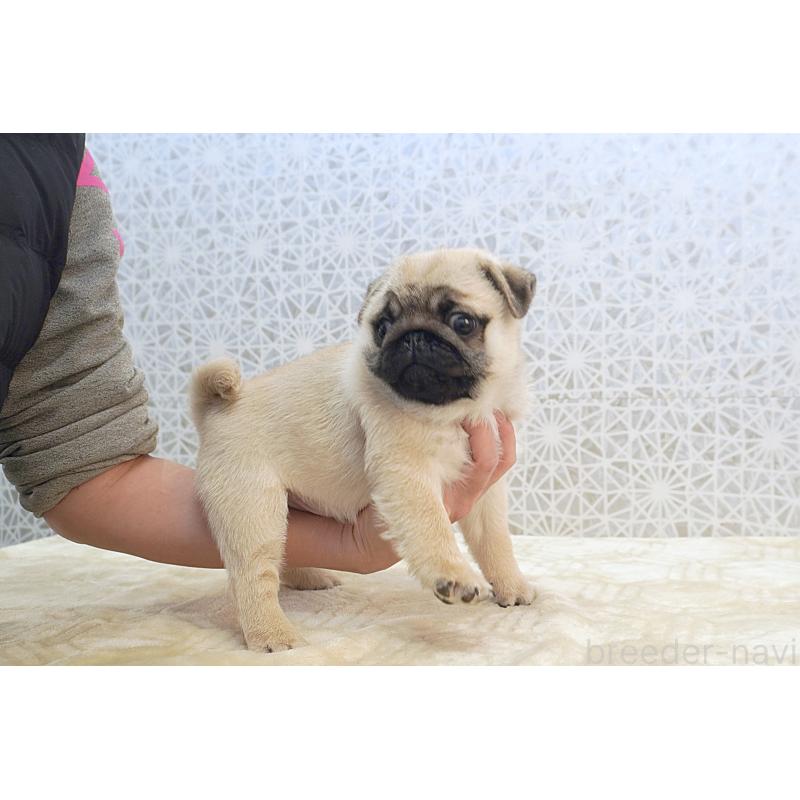 販売中の東京都のパグ-432579