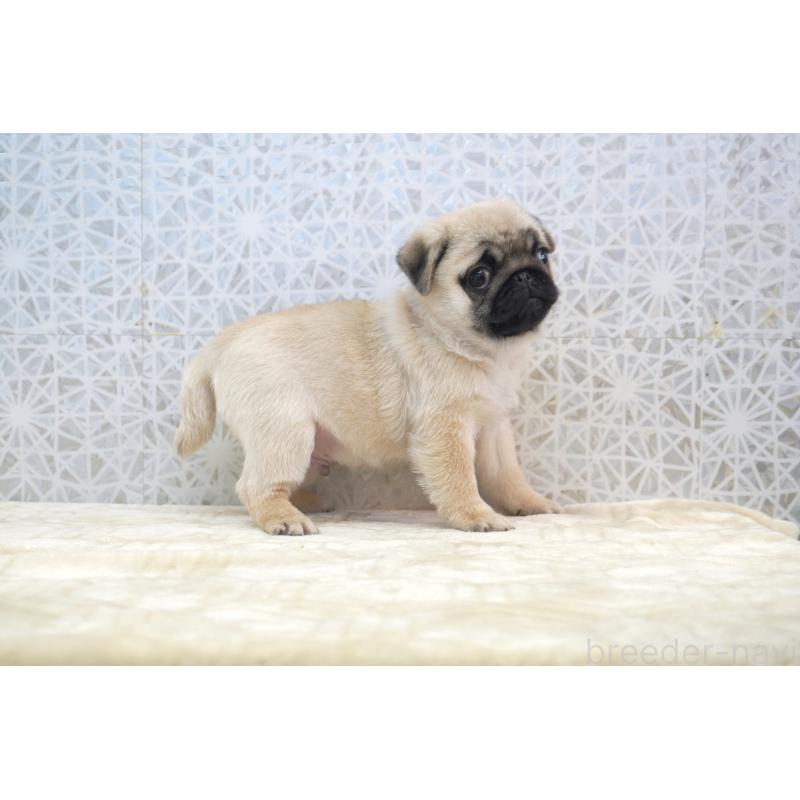 販売中の東京都のパグ-432579の9枚目