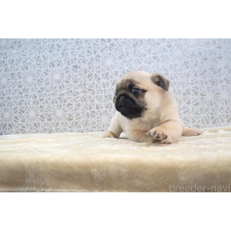 販売中の東京都のパグ-432579の8枚目