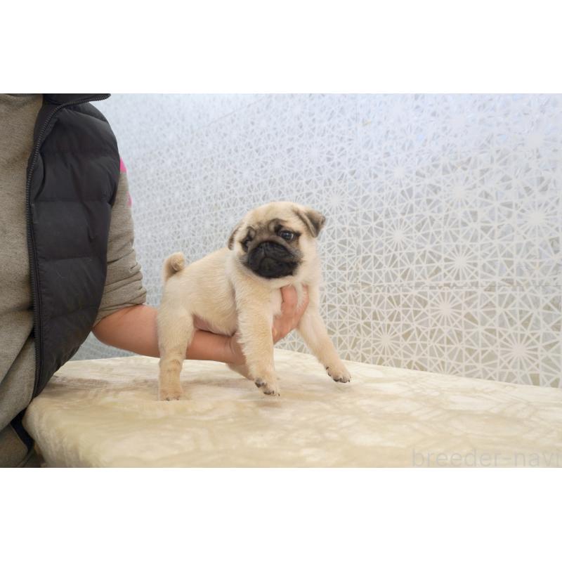 販売中の東京都のパグ-432579の6枚目