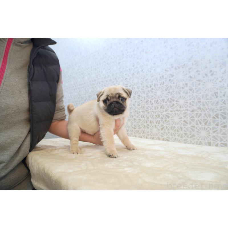 販売中の東京都のパグ-432579の5枚目