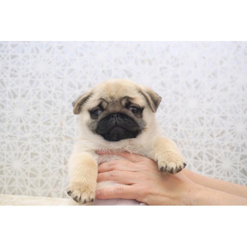 販売中の東京都のパグ-432579の4枚目