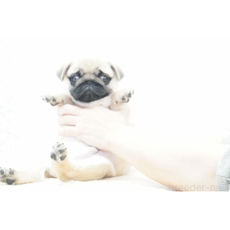 販売中の東京都のパグ-432580の7枚目