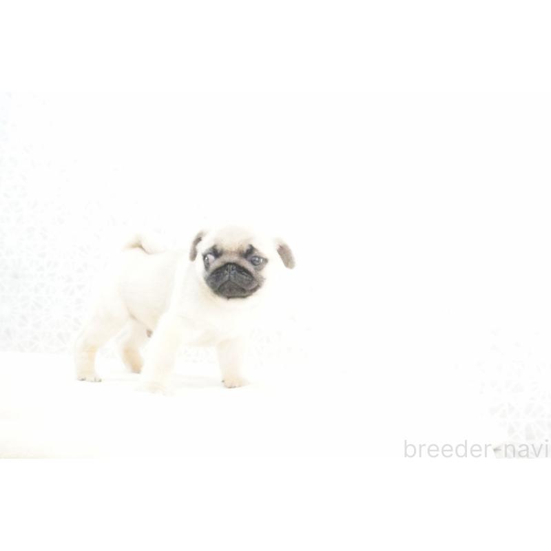 販売中の東京都のパグ-432580の6枚目