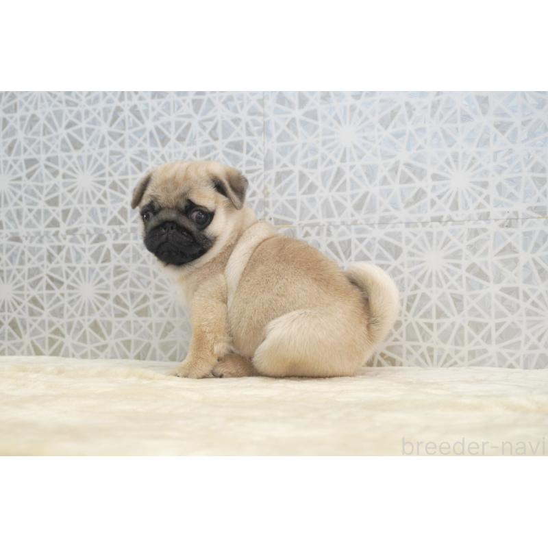 販売中の東京都のパグ-432580の2枚目