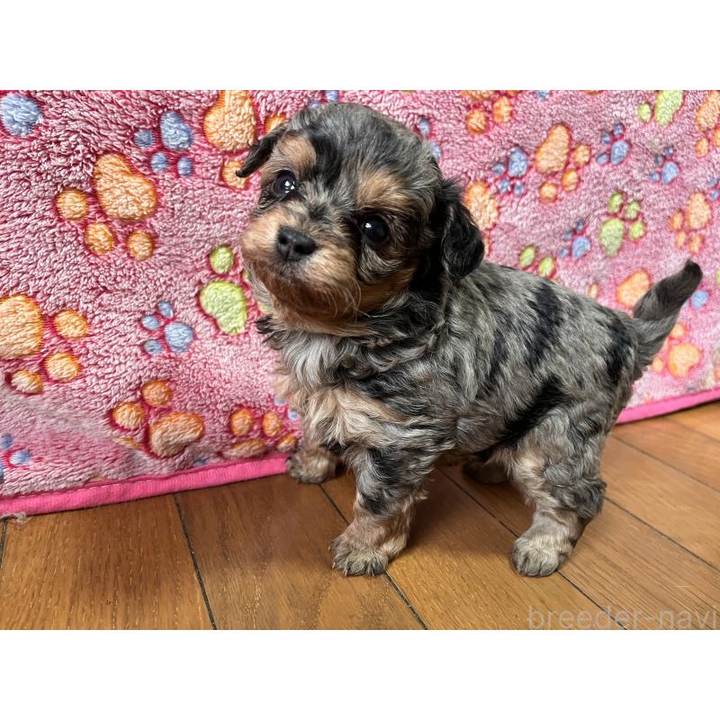 販売中の栃木県のチワプー:チワワ×トイプードル-432737の3枚目