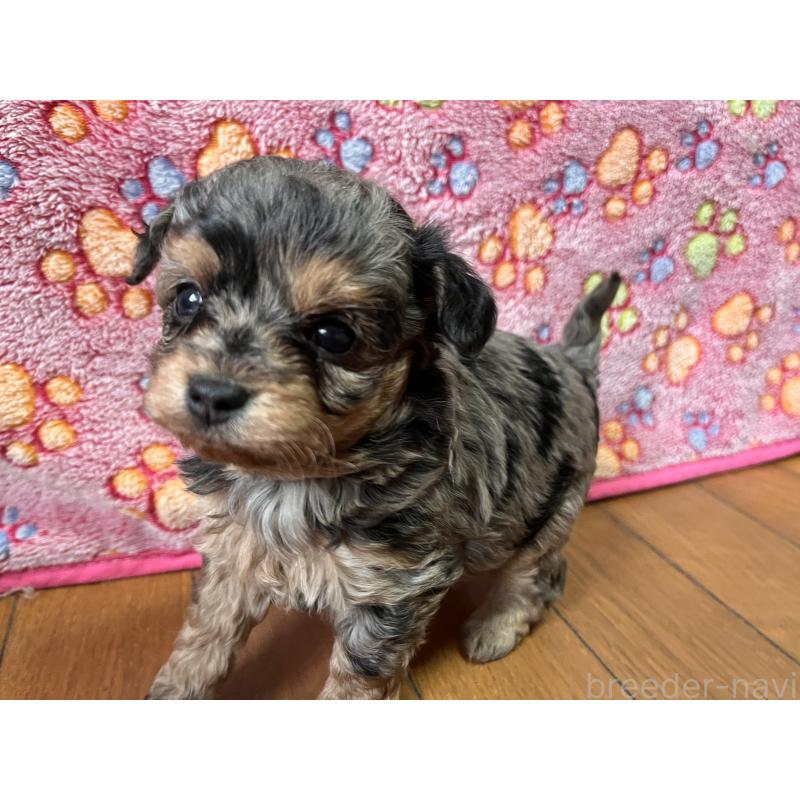 販売中の栃木県のチワプー:チワワ×トイプードル-432737の2枚目