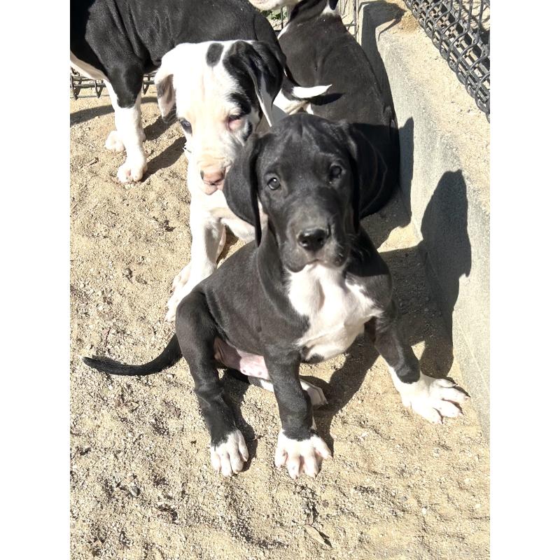 販売中の福岡県のグレートデン-432582の4枚目