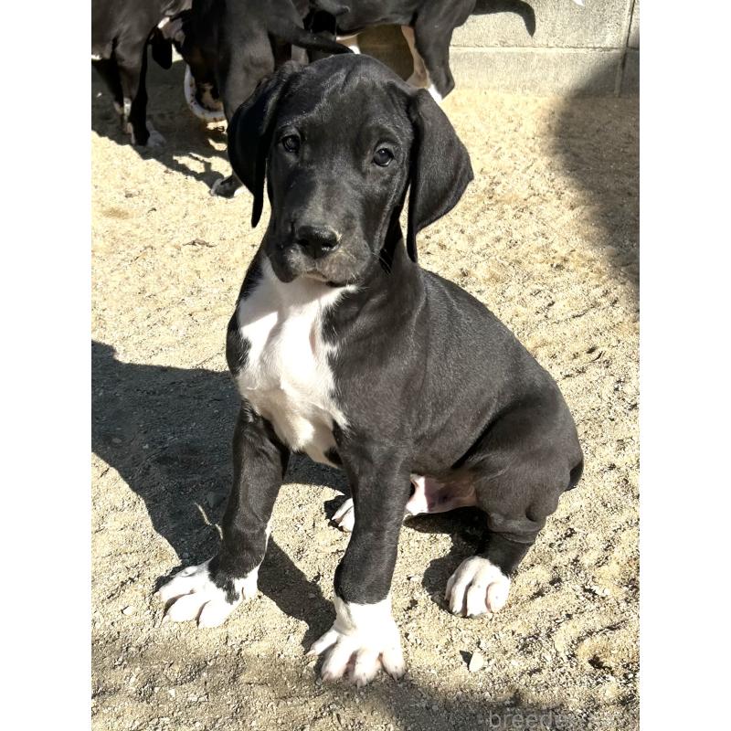 販売中の福岡県のグレートデン-432582