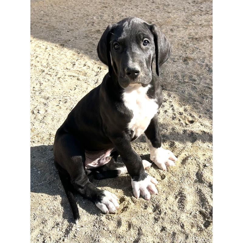 販売中の福岡県のグレートデン-432582の3枚目