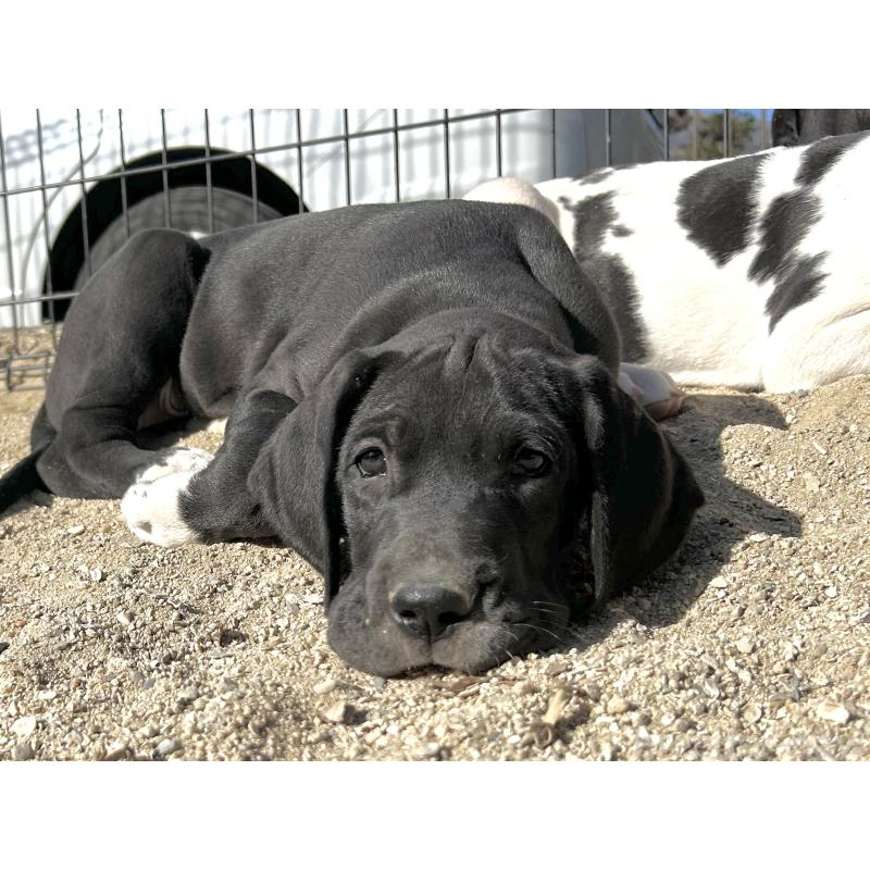 販売中の福岡県のグレートデン-432582の2枚目