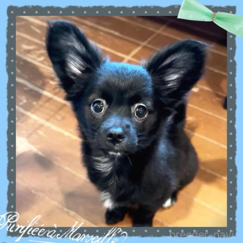 販売中の静岡県のチワプー:チワワ×トイプードル-414280