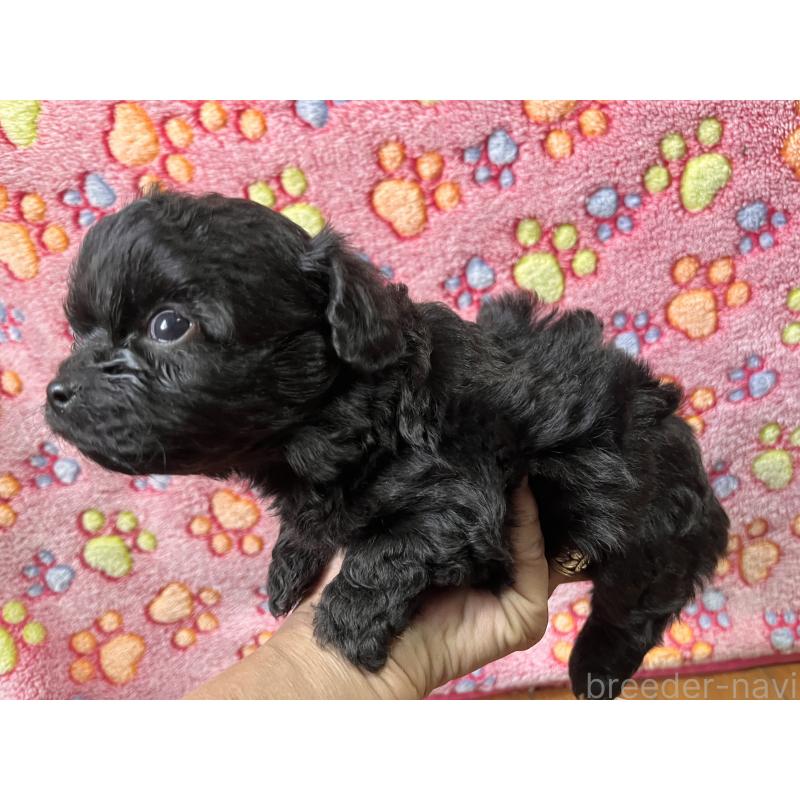 販売中の栃木県のチワプー:チワワ×トイプードル-432703の3枚目