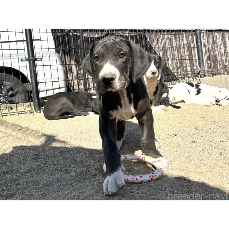 販売中の福岡県のグレートデン-432583の3枚目