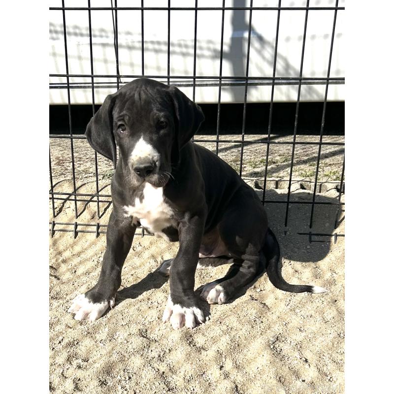 販売中の福岡県のグレートデン-432583の2枚目