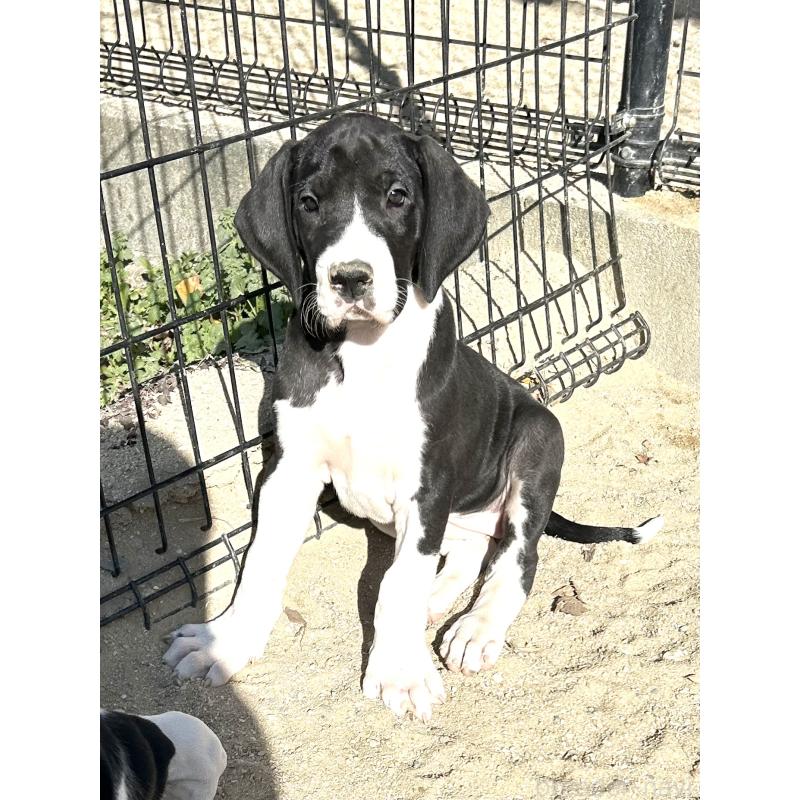 販売中の福岡県のグレートデン-432584の1枚目