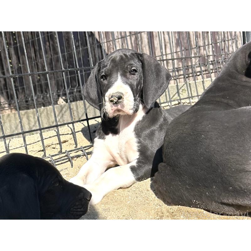 販売中の福岡県のグレートデン-432584の4枚目