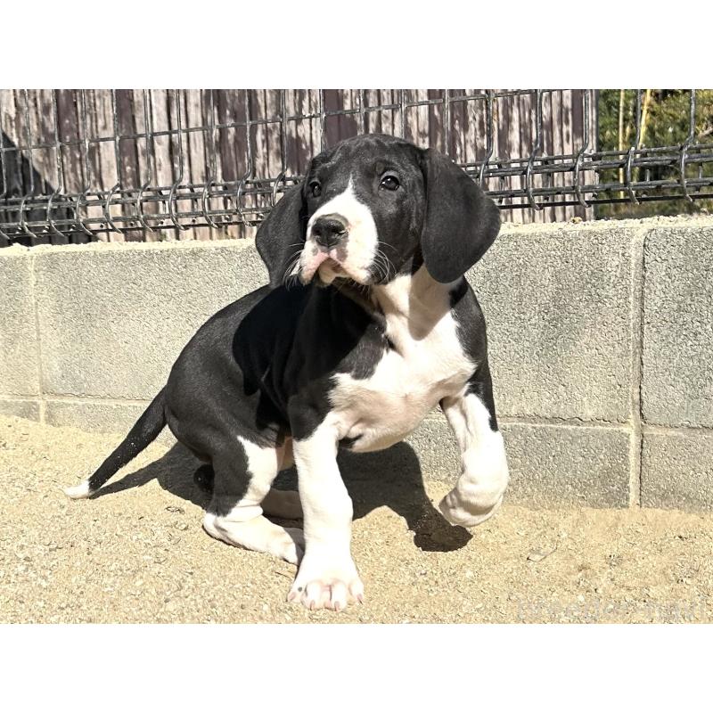 販売中の福岡県のグレートデン-432584の3枚目