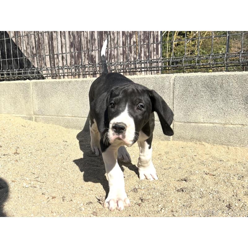 販売中の福岡県のグレートデン-432584の2枚目