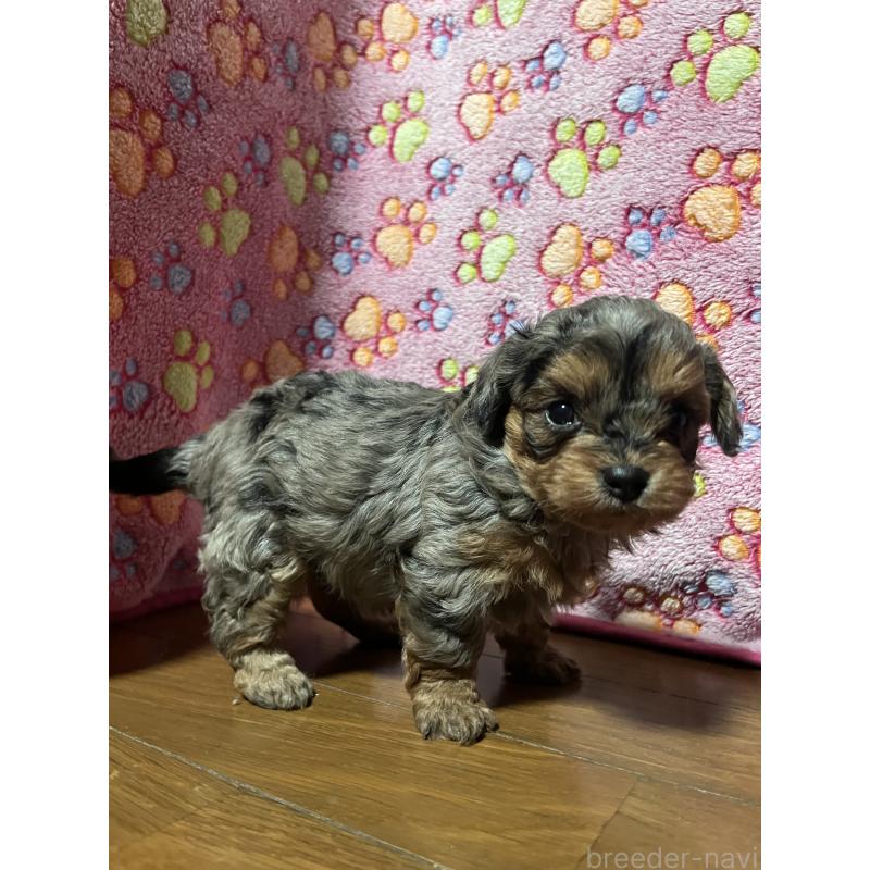 販売中の栃木県のチワプー:チワワ×トイプードル-432635の3枚目