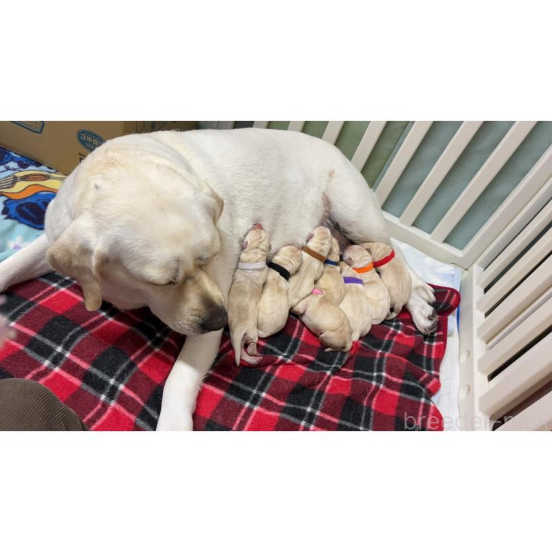 販売中の兵庫県のラブラドールレトリーバー-432586の4枚目