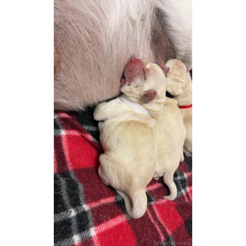 販売中の兵庫県のラブラドールレトリーバー-432586の1枚目