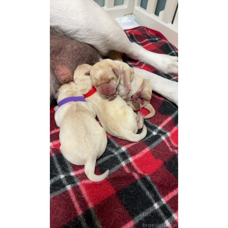 販売中の兵庫県のラブラドールレトリーバー-432586の3枚目