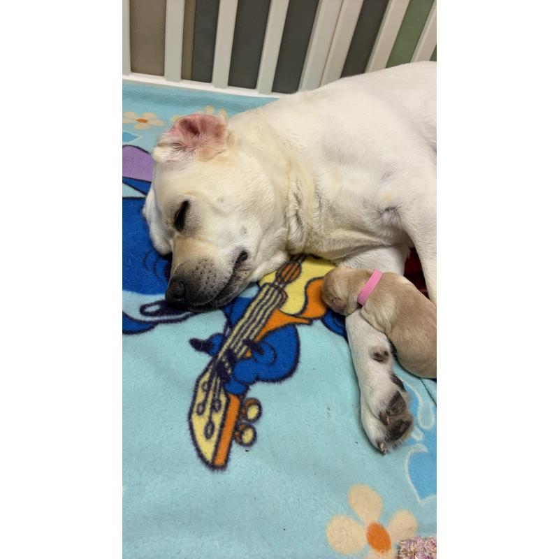 販売中の兵庫県のラブラドールレトリーバー-432586の2枚目