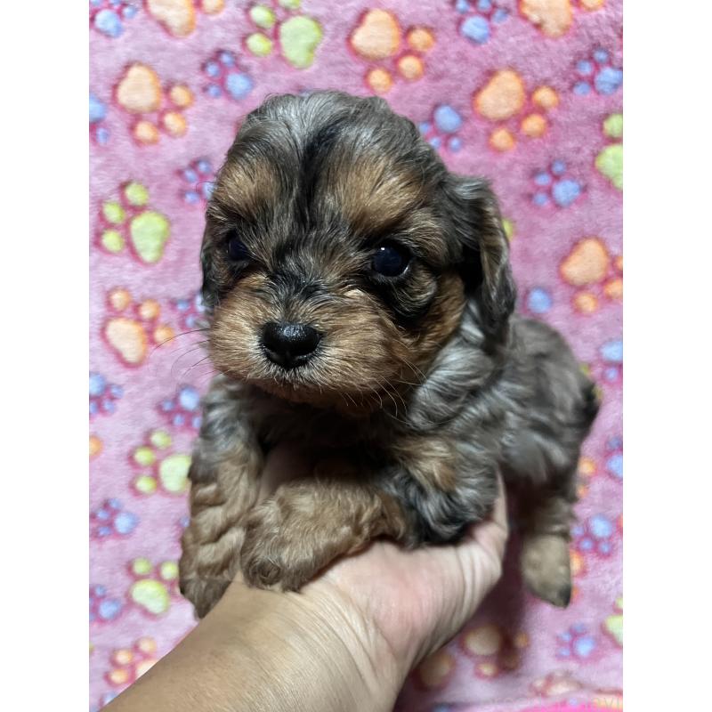 販売中の栃木県のチワプー:チワワ×トイプードル-432635の2枚目