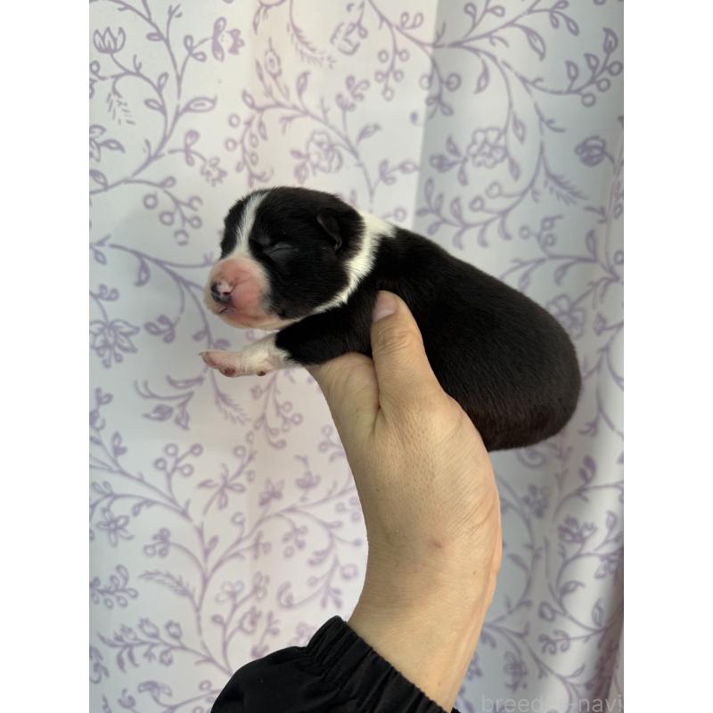 販売中の長野県のボーダーコリー-432585の2枚目