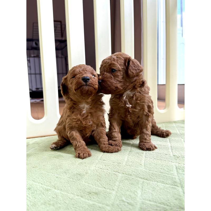 販売中の千葉県のトイプードル-432588の5枚目