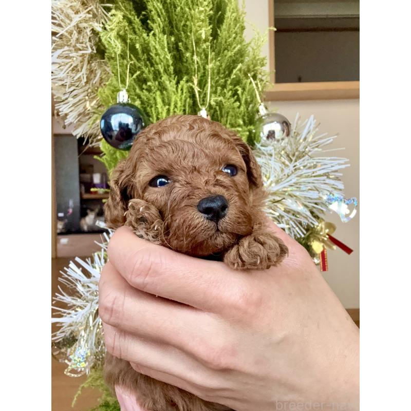 販売中の千葉県のトイプードル-432588の4枚目